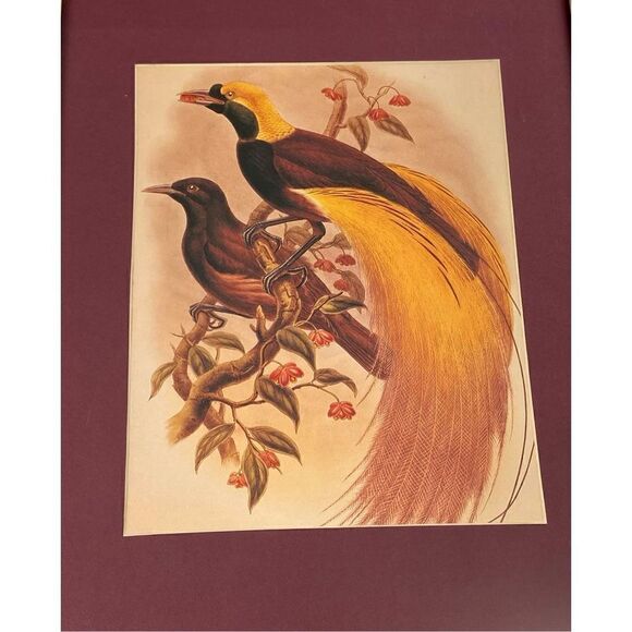 Vintage Paradisea Apoda Bird of Paradise by John Gould Framed Print 12.5x15.5in - Picture 2 of 5